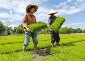 Rice feeds more than half the world. It’s also the climate equivalent of 239 million cars