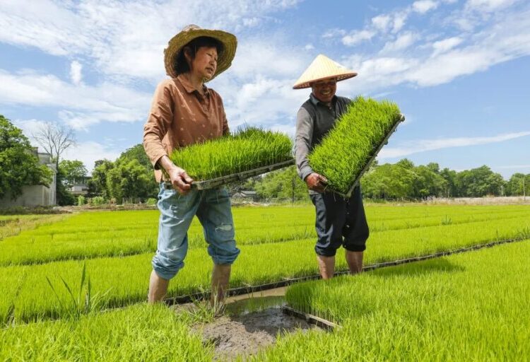 Rice feeds more than half the world. It’s also the climate equivalent of 239 million cars
