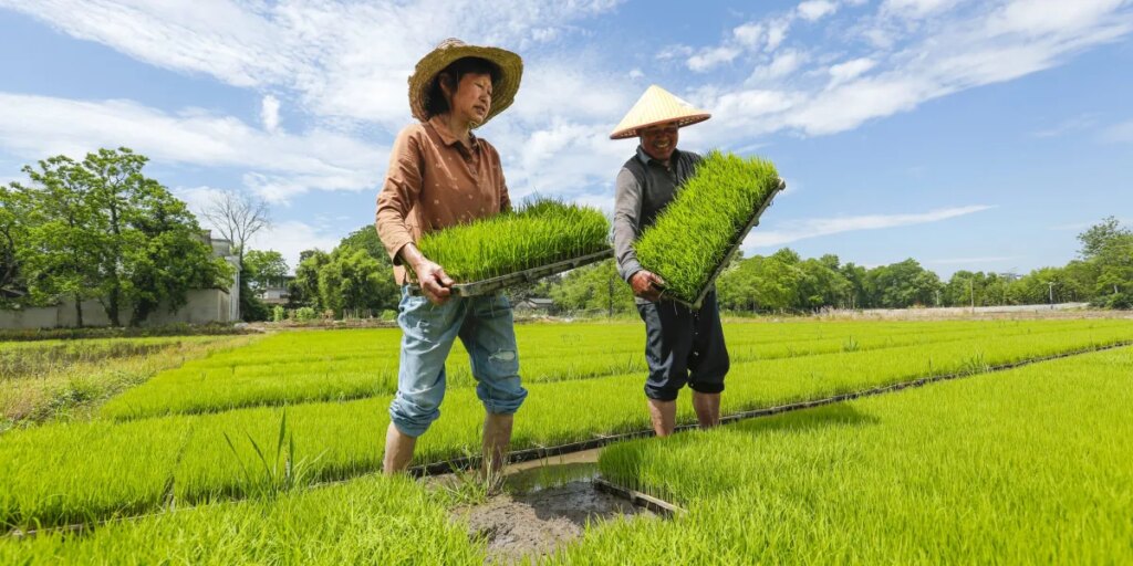 Rice feeds more than half the world. It’s also the climate equivalent of 239 million cars