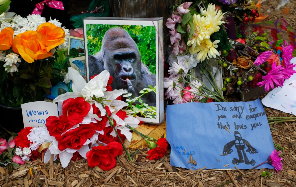A memorial of flowers, a photo of a gorilla, and two handwritten notes that say