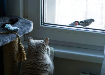America long ago solved its dog problem. But what about the cats?