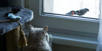 America long ago solved its dog problem. But what about the cats?