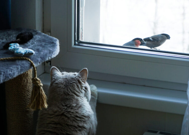 America long ago solved its dog problem. But what about the cats?