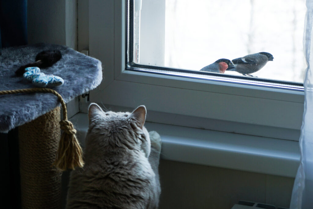 America long ago solved its dog problem. But what about the cats?