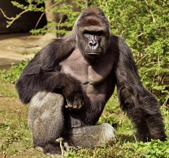 A large silverback gorilla sits on the ground looking forward.