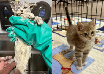 Elmer the kitten, found in a bucket of glue, got lifesaving care and a home