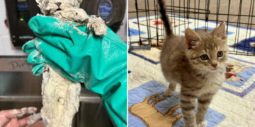 Elmer the kitten, found in a bucket of glue, got lifesaving care and a home