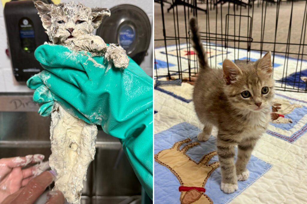 Elmer the kitten, found in a bucket of glue, got lifesaving care and a home