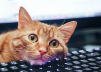 Keyboard Shortcuts I Learned From My Cat