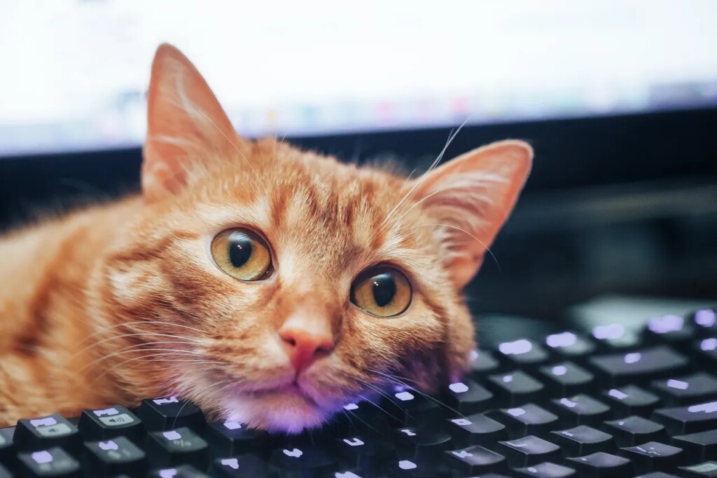 Keyboard Shortcuts I Learned From My Cat
