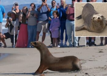 Sea lions once on the brink of death get adorable beach release