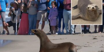 Sea lions once on the brink of death get adorable beach release
