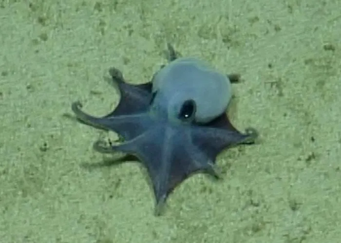 A New Species of Tiny Octopus Was Discovered in the Galápagos Islands