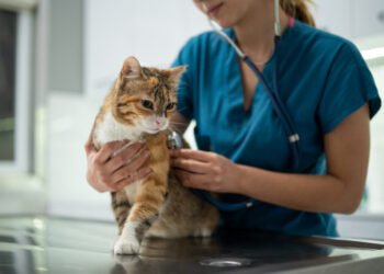 Cats could help scientists better understand human cancer, study says