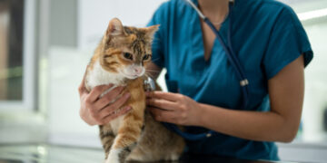 Cats could help scientists better understand human cancer, study says