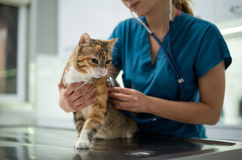 Cats could help scientists better understand human cancer, study says