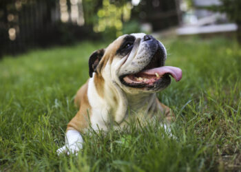 Ask a Vet: Why does my dog pant so much?