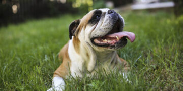 Ask a Vet: Why does my dog pant so much?