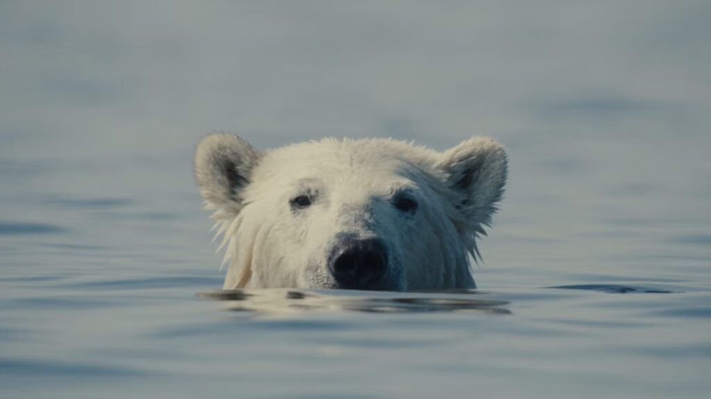 Mubi Acquires Worldwide Rights to Sundance Doc ‘Nuisance Bear’
