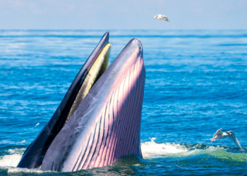 People Keep Filming Humpback Whales ‘Gaping’ in the Wild. Heres What’s Actually Happening.