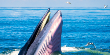 People Keep Filming Humpback Whales ‘Gaping’ in the Wild. Heres What’s Actually Happening.
