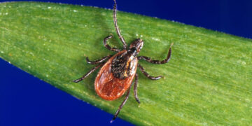 More people are heading to the ER for tick bites this year. Here’s why.