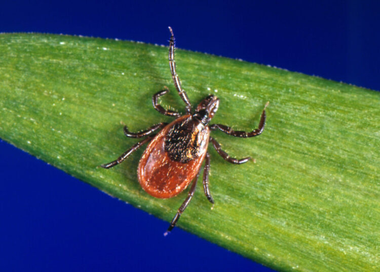 More people are heading to the ER for tick bites this year. Here’s why.