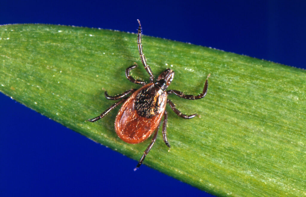 More people are heading to the ER for tick bites this year. Here’s why.