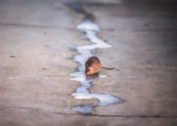 In D.C. elections, it’s ‘the year of the rat’
