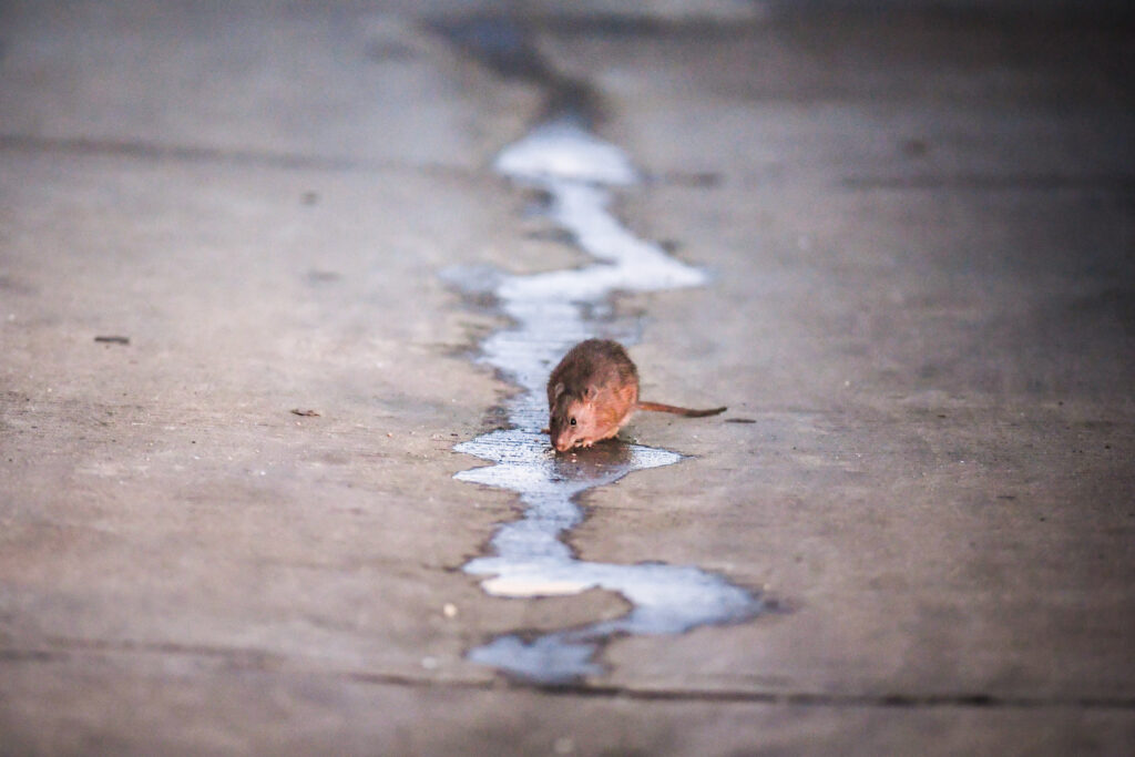 In D.C. elections, it’s ‘the year of the rat’