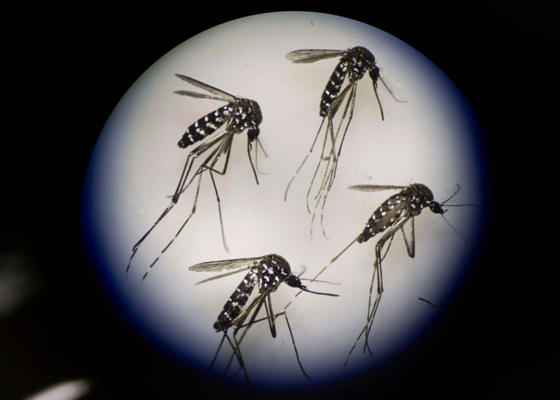 Scientists Accidentally Found a Weird New Way to Stop Mosquitoes From Mating