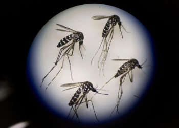 Scientists Accidentally Found a Weird New Way to Stop Mosquitoes From Mating