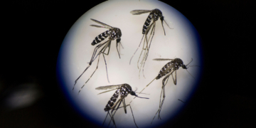 Scientists Accidentally Found a Weird New Way to Stop Mosquitoes From Mating