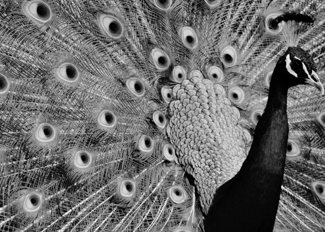 Scientists Found a 121-Million-Year-Old Bird That Was Basically Peacocking Before Peacocking Existed