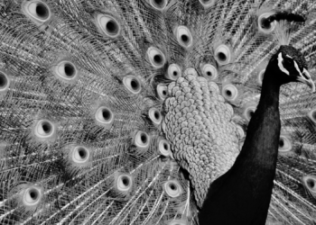 Scientists Found a 121-Million-Year-Old Bird That Was Basically Peacocking Before Peacocking Existed