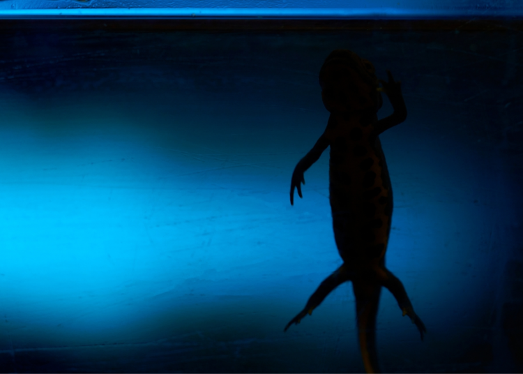 Scientists Found a Way to Make Mammals Heal More Like Salamanders, Which Is Extremely Weird (And Promising)