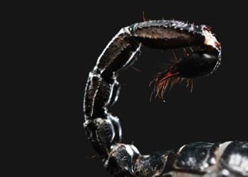 Scorpions Are Basically Tiny X-Men, Scientists Say