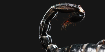 Scorpions Are Basically Tiny X-Men, Scientists Say