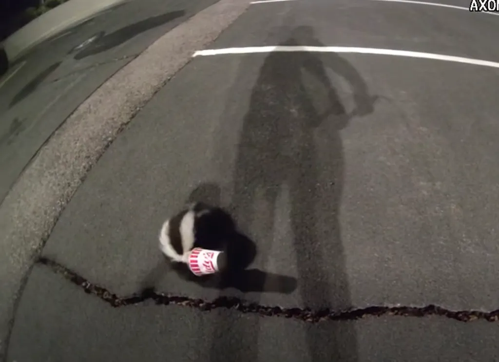 A skunk near a dropped fast food cup on cracked asphalt, with a person's shadow visible.