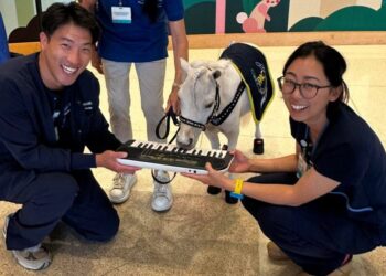 These therapy mini horses play the piano for hospital patients