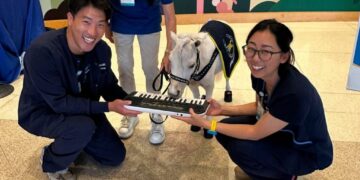 These therapy mini horses play the piano for hospital patients