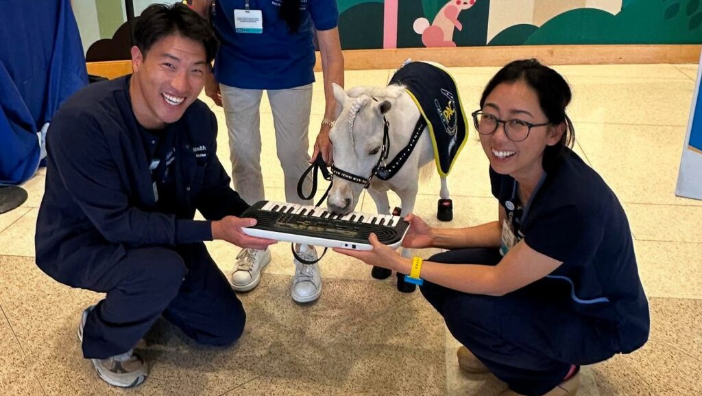 These therapy mini horses play the piano for hospital patients