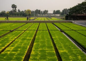 Iran war is crushing Asia’s farmers, threatening global food supply