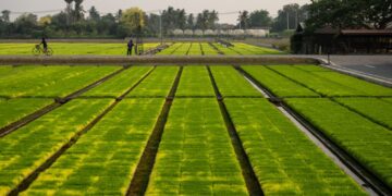 Iran war is crushing Asia’s farmers, threatening global food supply