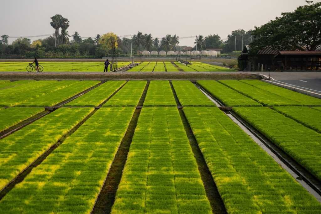 Iran war is crushing Asia’s farmers, threatening global food supply