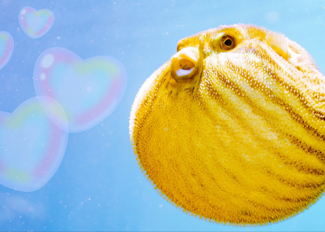 The ‘Puffer-Fishing’ Dating Trend Might Explain Why You’re Still Single