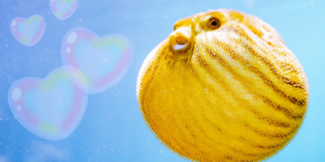 The ‘Puffer-Fishing’ Dating Trend Might Explain Why You’re Still Single