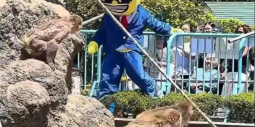 Two Americans Were Arrested After a Memecoin Stunt Terrified Japan’s Favorite Internet Monkey
