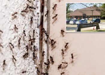 Ant-infested Canadian hospital pauses surgeries after insect invasion