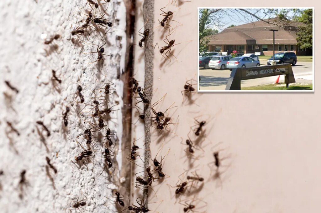 Ant-infested Canadian hospital pauses surgeries after insect invasion